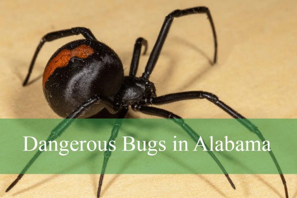 Dangerous Bugs Found in Alabama