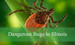 20 Dangerous Bugs in Illinois (With Pictures and Identification)