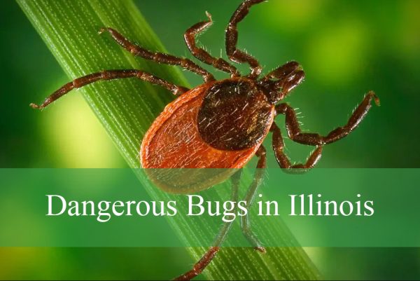 Dangerous Bugs Found in Illinois