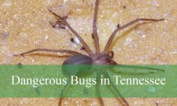 20 Dangerous Bugs in Tennessee (With Pictures and Identification)