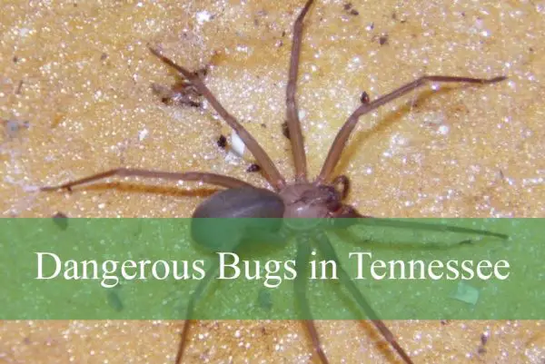 Dangerous Bugs Found in Tennessee