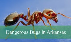 10 Dangerous Bugs in Arkansas (With Pictures and Identification)