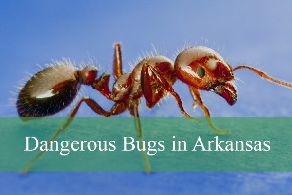 Dangerous Bugs in Arkansas