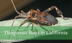 14 Dangerous Bugs in California (With Pictures and Identification)
