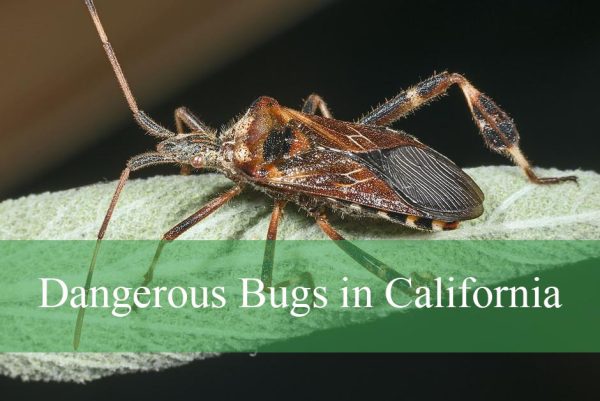Dangerous Bugs in California