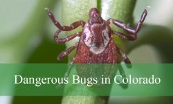 20 Dangerous Bugs in Colorado (With Pictures and Identification)