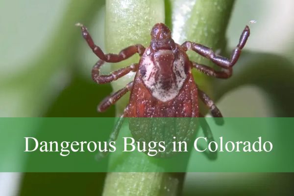 Dangerous Bugs in Colorado