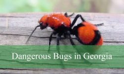 15 Dangerous Bugs in Georgia (With Pictures and Identification)
