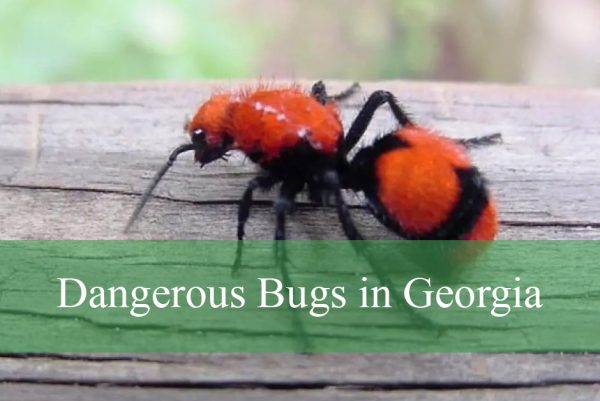 Dangerous Bugs in Georgia