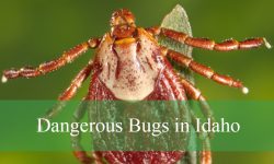 24 Most Dangerous Bugs in Idaho (Pictures and Identification)