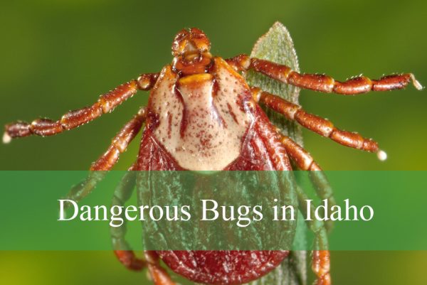 Dangerous Bugs in Idaho