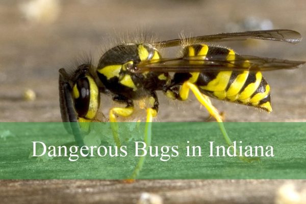 Dangerous Bugs in Indiana