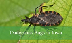 19 Dangerous Bugs in Iowa (With Pictures and Identification)