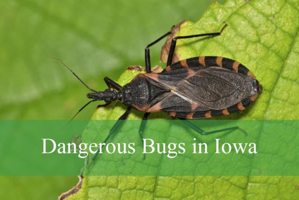Dangerous Bugs in Iowa