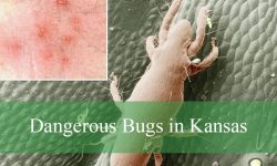 25 Dangerous Bugs in Kansas (With Pictures and Identification)
