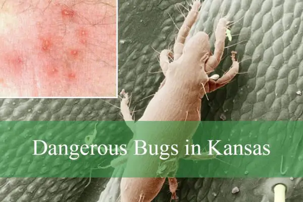 Dangerous Bugs in Kansas