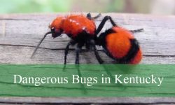 23 Dangerous Bugs in Kentucky (With Pictures and Identification)