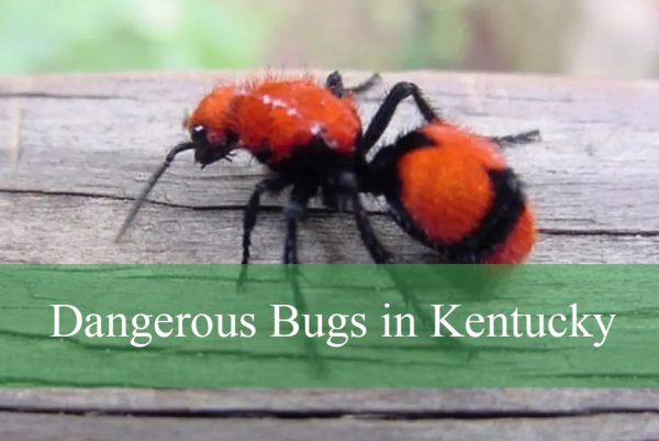 Dangerous Bugs in Kentucky