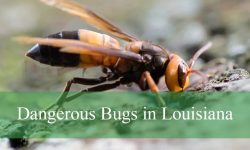 23 Dangerous Bugs in Louisiana (With Pictures and Identification)