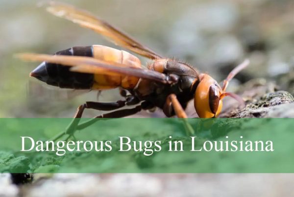Dangerous Bugs in Louisiana