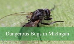 20 Most Dangerous Bugs in Michigan (Pictures and Identification)