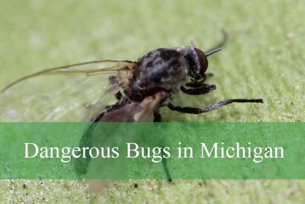Dangerous Bugs in Michigan