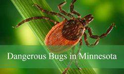 23 Dangerous Bugs in Minnesota (With Pictures and ID Guide)