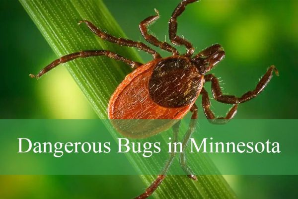 Dangerous Bugs in Minnesota