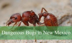 24 Dangerous Bugs in New Mexico (Pictures and Identification)