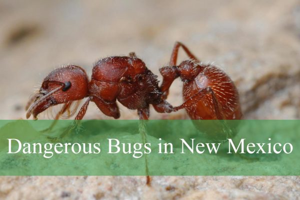 Dangerous Bugs in New Mexico