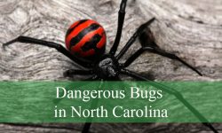20 Dangerous Bugs in North Carolina (With Pictures and ID Guide)