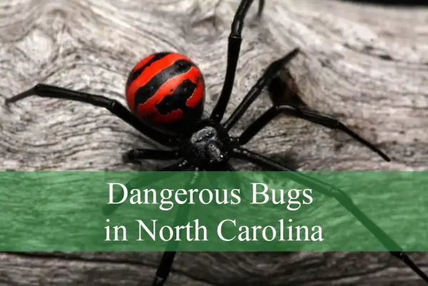 Dangerous Bugs in North Carolina
