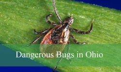 16 Dangerous Bugs in Ohio (With Pictures and Identification)