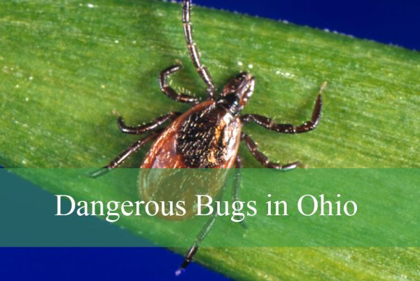 Dangerous Bugs in Ohio
