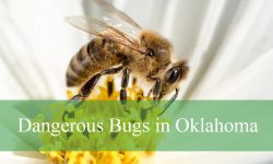 18 Types of Dangerous Bugs in Oklahoma (Pictures and ID Guide)