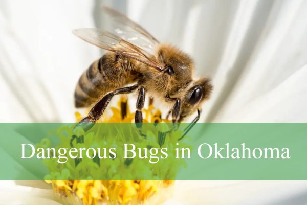 Dangerous Bugs in Oklahoma