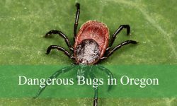 21 Dangerous Bugs in Oregon (With Pictures and Identification)