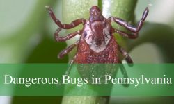 20 Most Dangerous Bugs in Pennsylvania (Pictures and ID Guide)