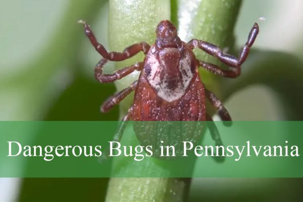 Dangerous Bugs in Pennsylvania