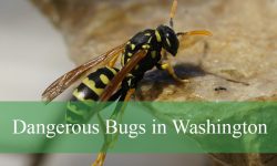 22 Dangerous Bugs in Washington (Pictures and Identification)