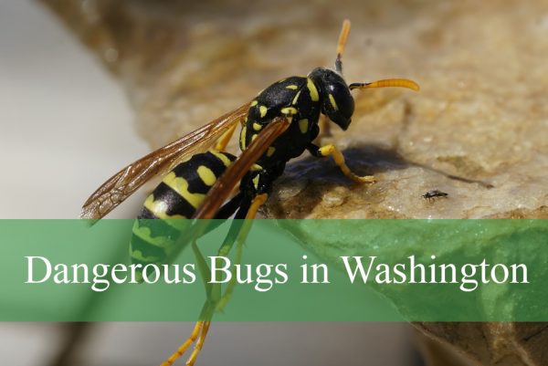 Dangerous Bugs in Washington