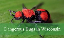 20 Dangerous Bugs in Wisconsin (with Pictures and Identification)