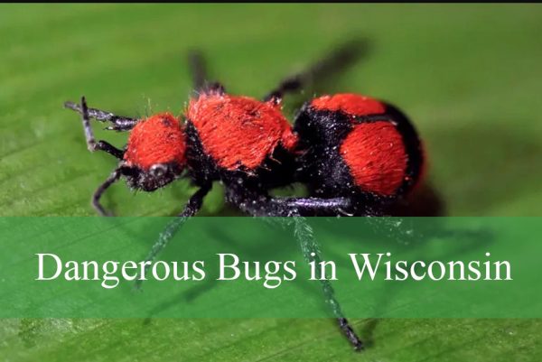 Dangerous Bugs in Wisconsin