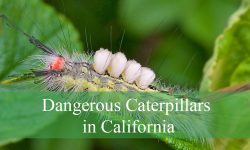 13 Dangerous Caterpillars in California (Pictures and ID Guide)