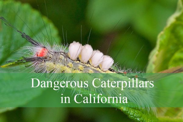 Dangerous Caterpillars in California