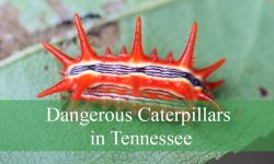 10 Dangerous Caterpillars in Tennessee (Pictures and ID Guide)