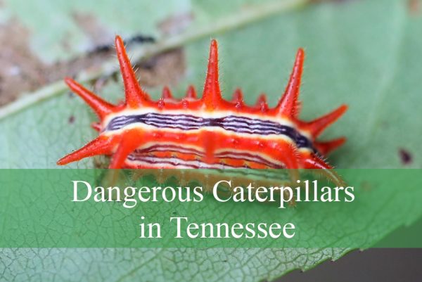 Dangerous Caterpillars in Tennessee
