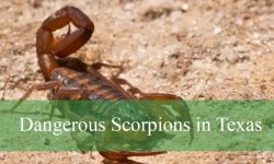 6 Dangerous Scorpions in Texas (With Pictures and Identification)