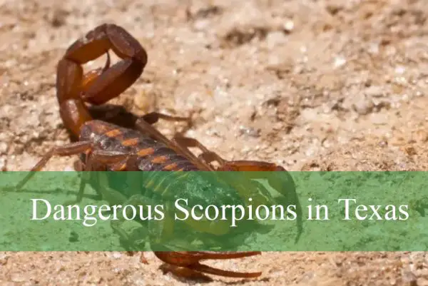 Dangerous Scorpions in Texas