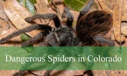 5 Dangerous Spiders in Colorado (With Pictures and Identification)